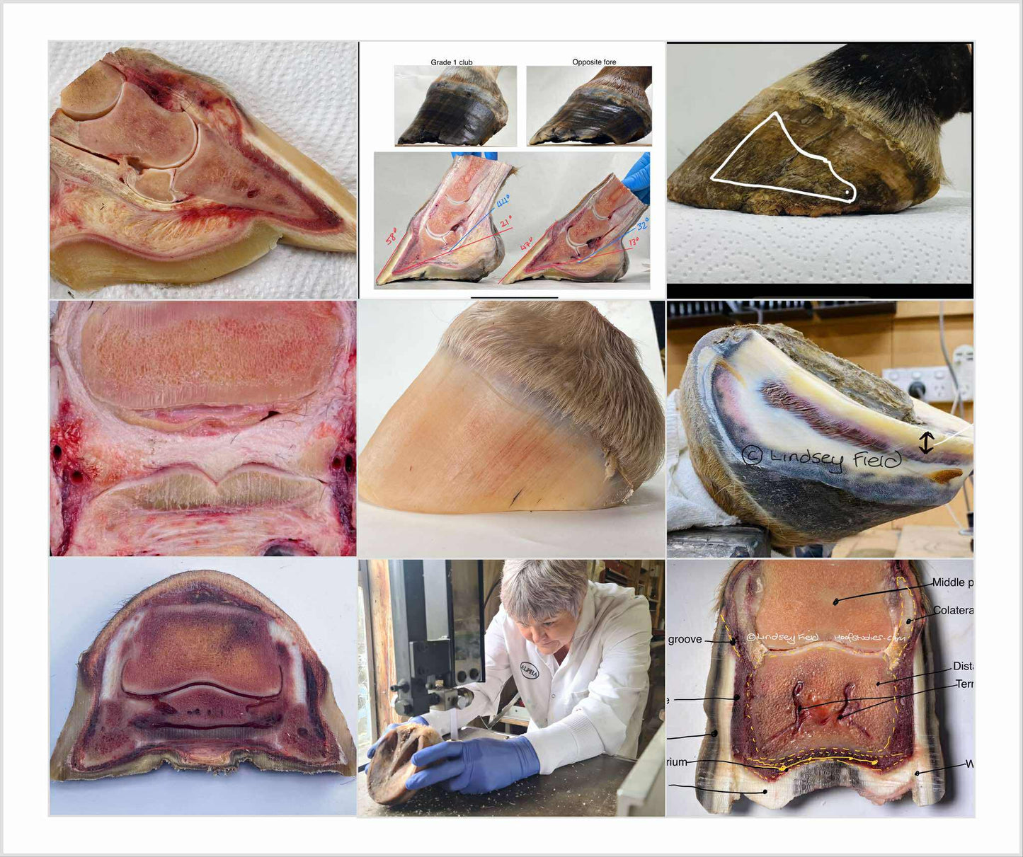 Introduction to hoof anatomy webinar - August 2025 - 6am 29th August NZST