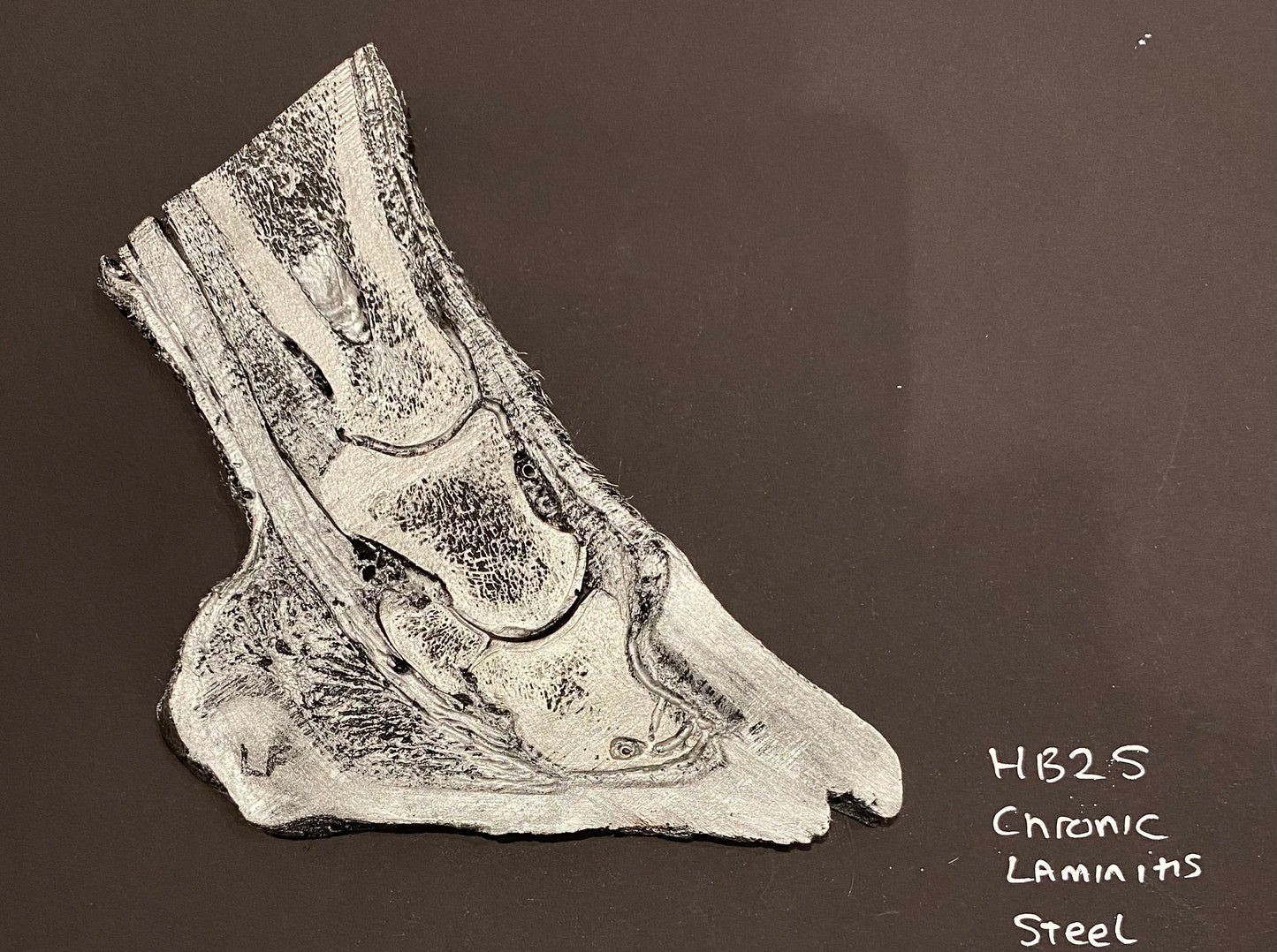 Hoof HB2 - Laminitis & Coffin Bone Destroyed - Copper or Steel Effect