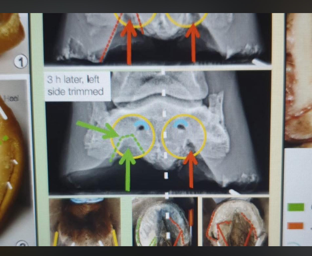Book- Nerves like steel wires by Heike Veit