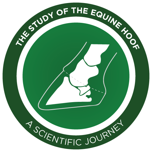 Study of the Equine Hoof