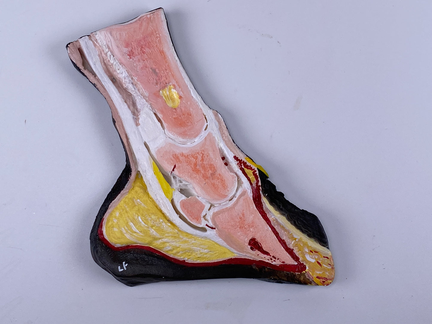 Hand coloured slice - Hoof WF6 - Chronic Laminitis