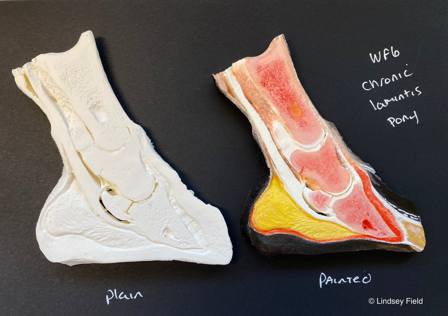 Hand coloured slice - Hoof WF6 - Chronic Laminitis