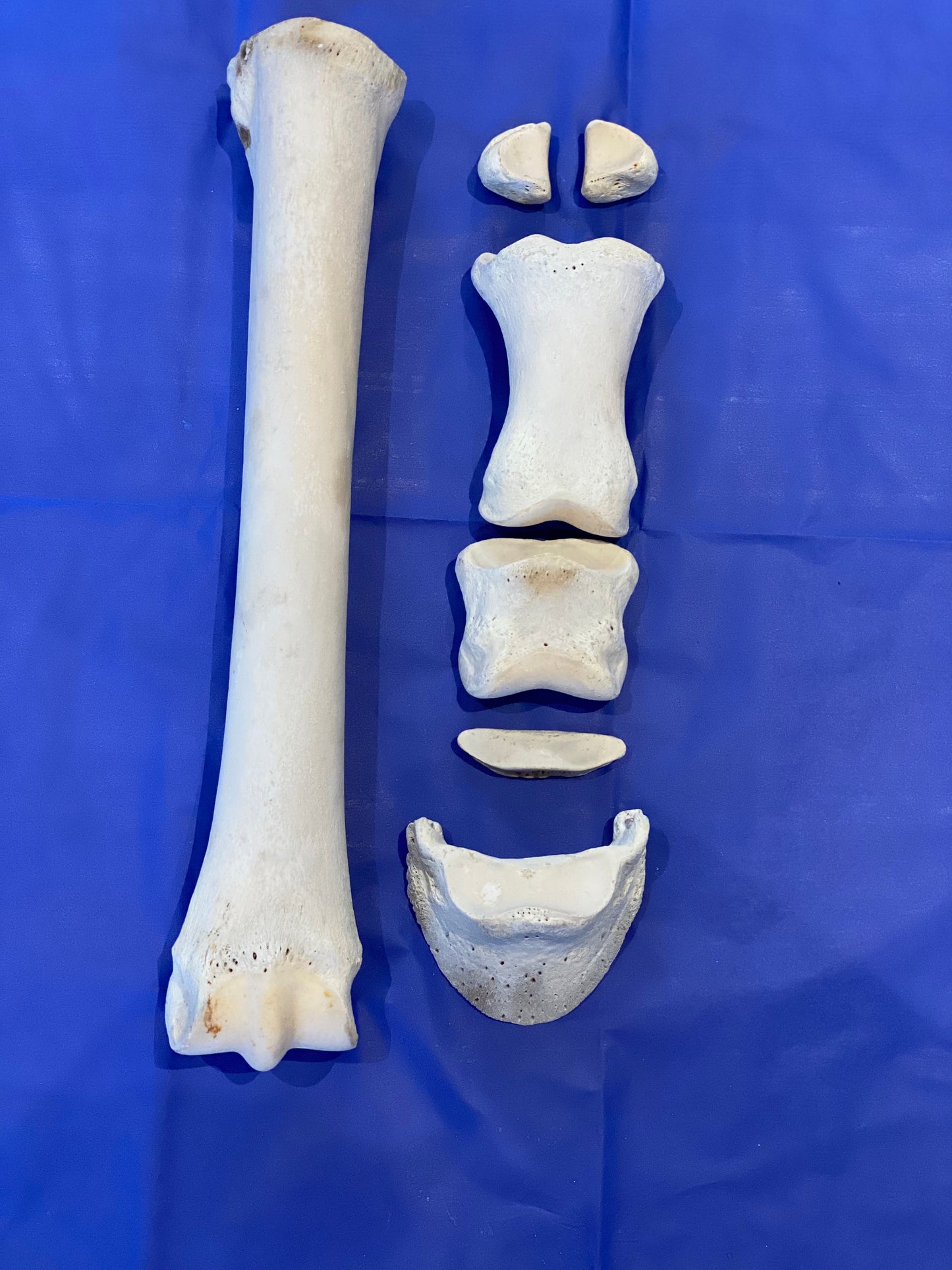 NZ customers only- Distal Limb bones