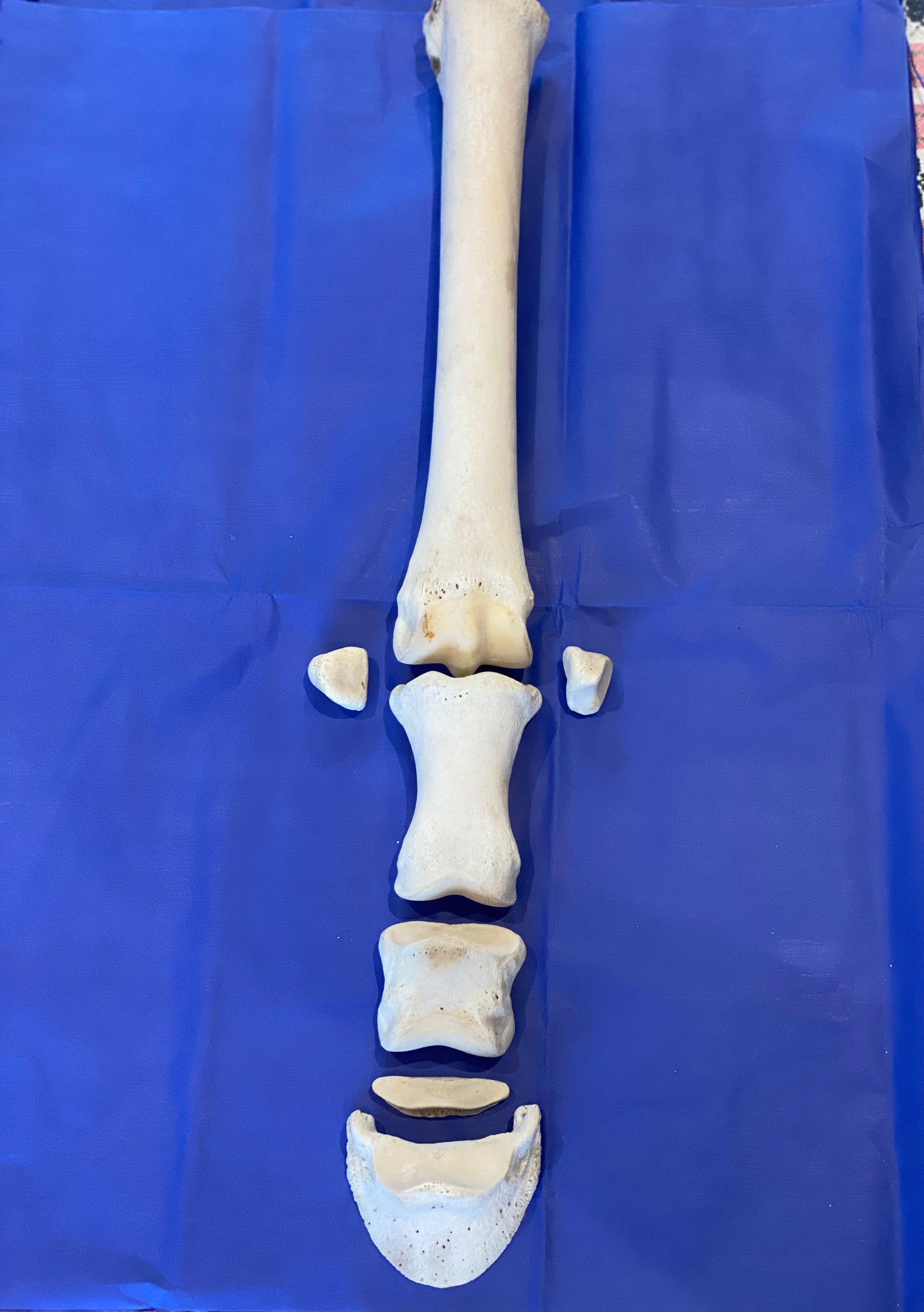 NZ customers only- Distal Limb bones